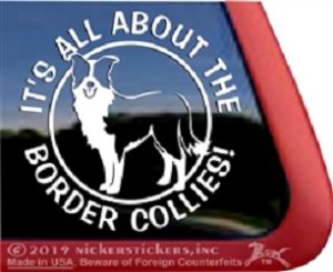 It's all about the border collies